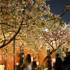 大阪造幣局・桜の通り抜けを見てきた