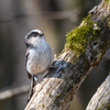 避暑地山中湖周辺で見かけた野鳥たち＂コムクドリ＂＂キビタキ＂＂アカゲラ＂＂アオゲラ＂ほか....　　　　野鳥撮影《第549回》