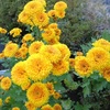 母・みえ子が栽培した食用菊とか干し芋作りとか【みえ子の活動記録】