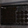 大豆３種、育苗トレイに播種