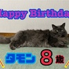タモン8歳になりました〜♡