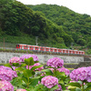 神奈川県足柄下郡箱根町　箱根湯本の紫陽花