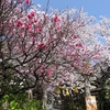 中村神社の「はなもも」と「ソメイヨシノ」