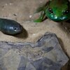 世界最古のおたまじゃくしは16センチ