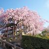 京都の桜・清水寺