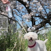 近所の桜