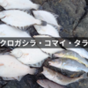 【投げ釣りで座布団カレイを狙う】