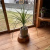 妹んちの植物たち（室内）