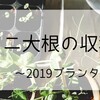 ミニ大根の収穫～2019プランター栽培9～