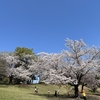 さくらさくら🌸　その5 祝福の瞬間