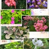 8月・我が家の花①・・