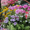今週末は母の日！　紫陽花、カーネーション！寄せ植えいろいろあります！