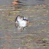 お濠の水鳥