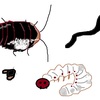 大黄蟅虫丸という漢方薬（R虫嫌い）