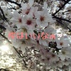 桜の映像で癒されるエイプリルフールです