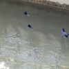 糸トンボ、蝶のように舞う