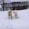 志村動物園　わさお