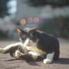 今日の Nyankkor