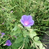 今朝の花