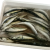 夏至の日の釣果は小サバだけ持ち帰り