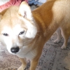 まぶい朝、だよ