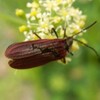 甲虫２種：ベニボタル、クリイロクチキムシ