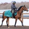 １８日の検疫で美浦・古賀慎厩舎へ初入厩しています。☆アフィリオン