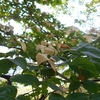 Cornus kousa subsp. kousa　ヤマボウシ