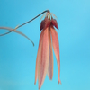 Bulbophyllum sp. from.Sumatra