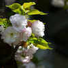 さまざまな桜「日暮（ヒグラシ）」