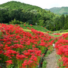 葛城一言主神社付近の曼殊沙華