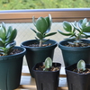 金のなる木の成長記録（Jade Plant・カネノナルキ・クラッスラ属）