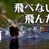 0921【奇形で飛べないカルガモ飛翔】エンジェルウイング。スズメの水浴び、カラスにイソシギ、ハクセキレイ。新米稲刈り、トノサマガエルが逃げる。メラニズム亀【今日撮り野鳥動画まとめ】 #身近な生き物語