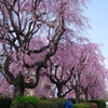 お花見は楽しいね！♪吉岡枝垂れ桜