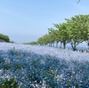 ネモフィラ祭りについて書いておく