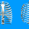 肋骨と胸骨の動き