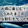 うみたまご割引チケットをコンビニで当日ゲット！お得な情報も紹介