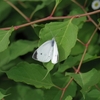 Pieris rapae　モンシロチョウ