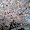 満開！！岡崎城の桜