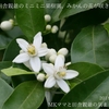 田舎親爺のミニミニ果樹園、みかんの花が咲きました。