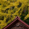 京都・京北 - 宇津の八幡宮社の大イチョウ