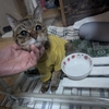 エル、乳腺腫瘍＜９７＞