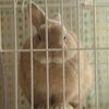 クーちゃま聞き耳を立てる
