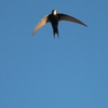ヨーロッパアマツバメ Common Swift