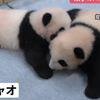 上野動物園の双子のパンダ 