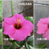 ハイビスカス　【開花２日め】