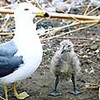 ウミネコ孵化まだ９羽　雨で遅れる？（島根県）