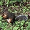 野生のリスがいる岩手県営運動公園