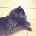 短足猫のゆるっとルルピ