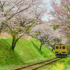 【大多喜】惜春のいすみ鉄道  April 2018 